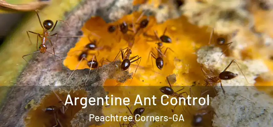 Argentine Ant Control Peachtree Corners-GA