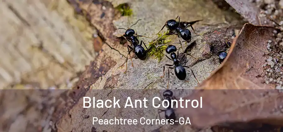  Black Ant Control Peachtree Corners-GA