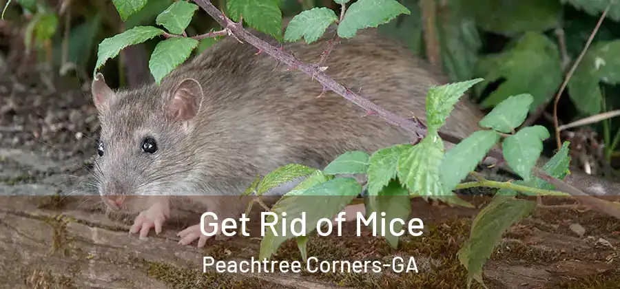 Get Rid of Mice Peachtree Corners-GA
