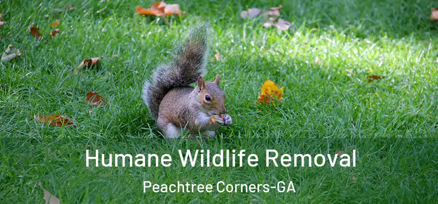 Humane Wildlife Removal Peachtree Corners-GA