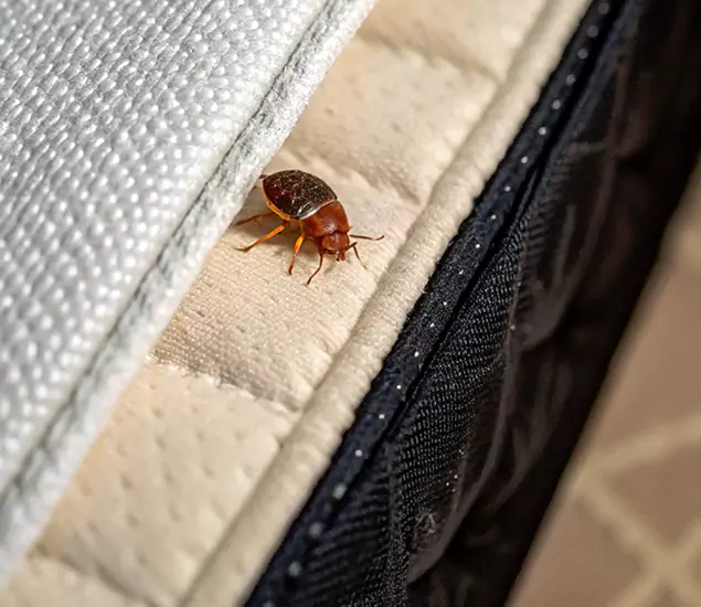 Bed Bug Exterminator Experts You Can Trust in Peachtree Corners, GA
