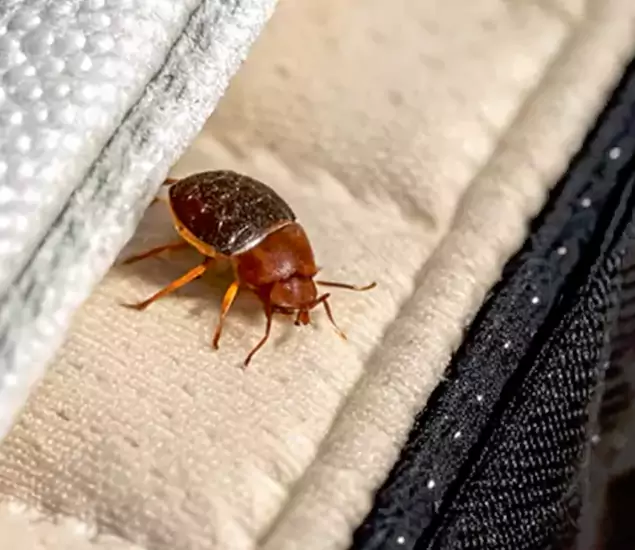 Trusted Bed Bug Prevention Specialists in Peachtree Corners, GA