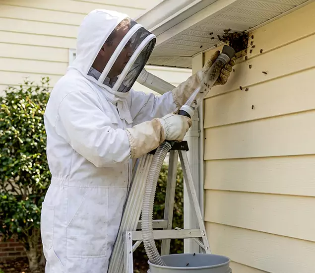 Your Affordable Bee Removal Company in Peachtree Corners, GA