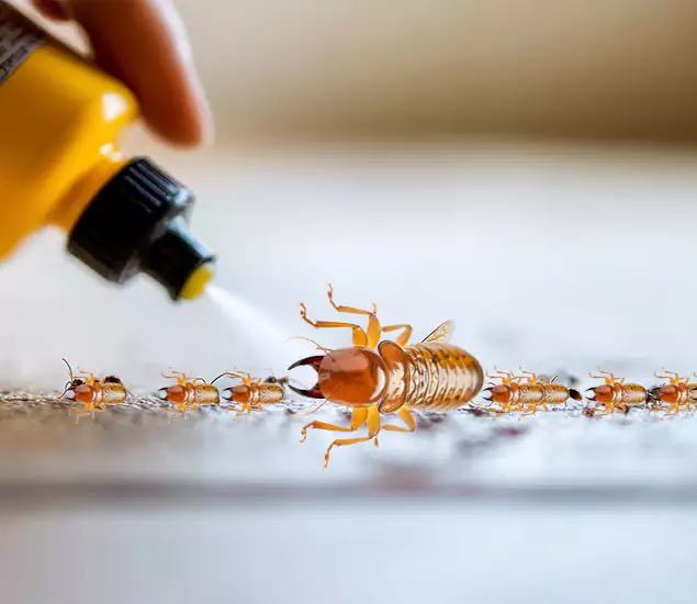 Reliable Bora Care Termite Experts in Peachtree Corners, GA