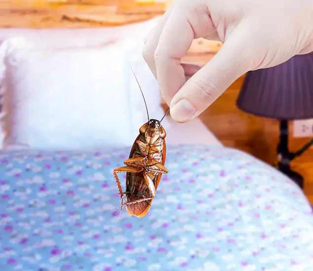 Expert Roach Control Services: Your Cockroach Pest Control in Peachtree Corners, GA