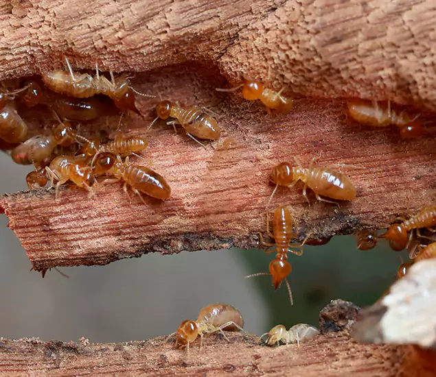 About Our Drywood Termite Treatment Experts in Peachtree Corners, GA
