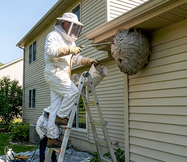 Expert Wasp Nest Removal: Your Local Wasp Nest Removal Company in Peachtree Corners, GA