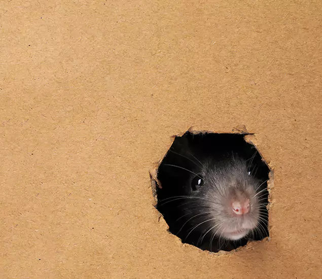 Rats in Attic Removal Experts in Peachtree Corners, GA