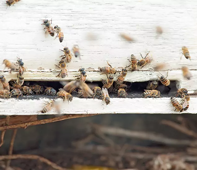 Trusted Termite Exterminator Experts You Can Rely On in Peachtree Corners, GA