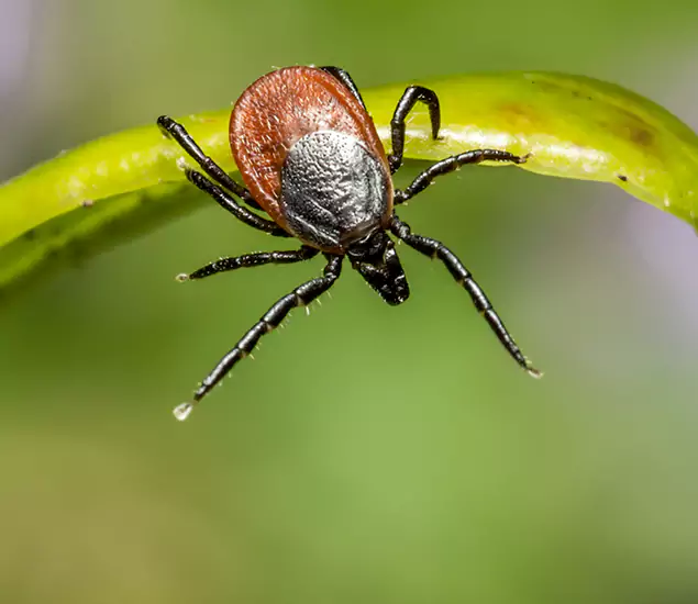 Your Trusted Tick Pest Control in Peachtree Corners, GA