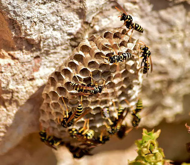 Your Best Wasp Removal Company in Peachtree Corners, GA