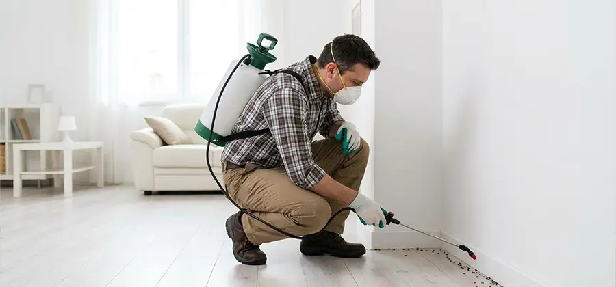 Seasonal Ant Infestation Control in Peachtree Corners