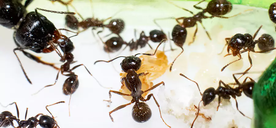 Argentine Ant Barrier Treatment in Peachtree Corners