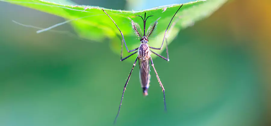 Natural Mosquito Spray for Yard in Peachtree Corners