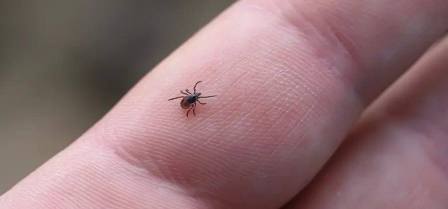 Infection Prevention for Bed Bug Bites in Peachtree Corners