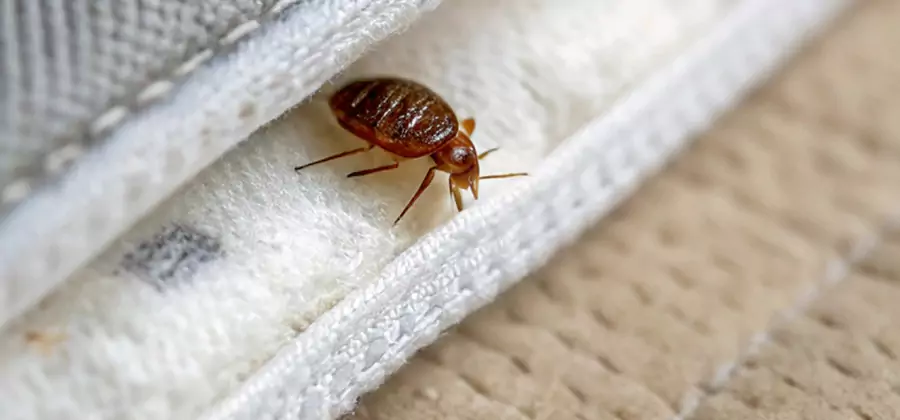 Tenting Bed Bug Fumigation in Peachtree Corners