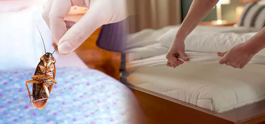 Bed Bug Home Extermination Service in Peachtree Corners