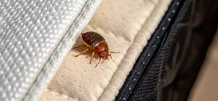 Commercial Bed Bug Control in Peachtree Corners