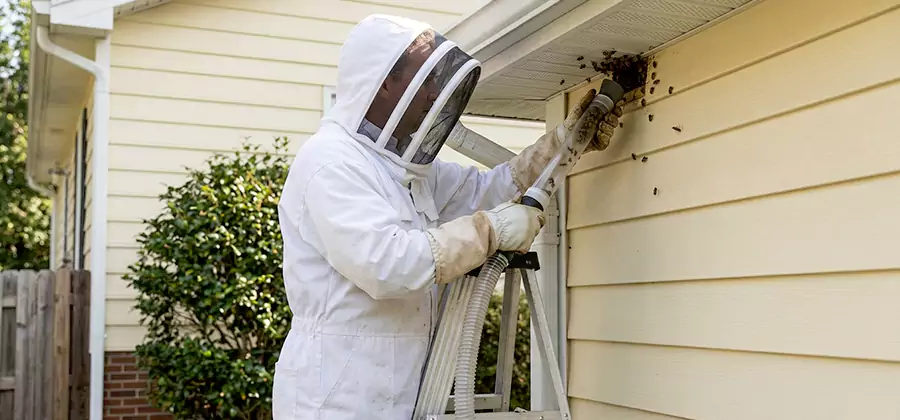 Ground Bee Removal in Peachtree Corners