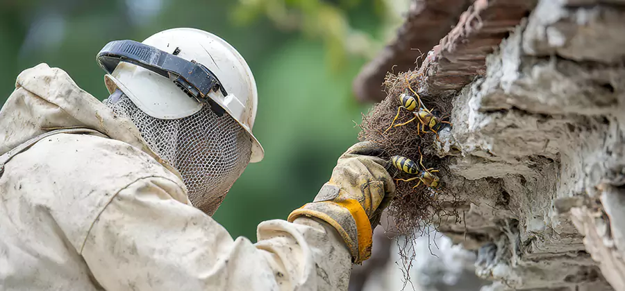 Bee and Wasp Hornet Removal in Peachtree Corners