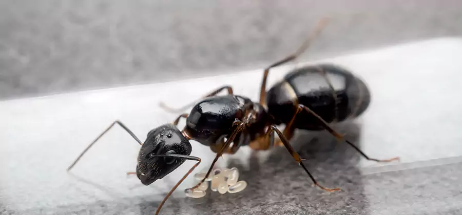 Black Ants in Kitchen Elimination in Peachtree Corners
