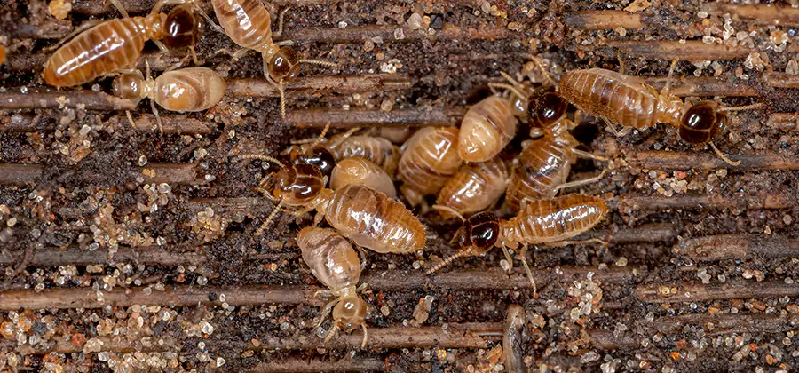 Bora Care Residential Termite Control in Peachtree Corners