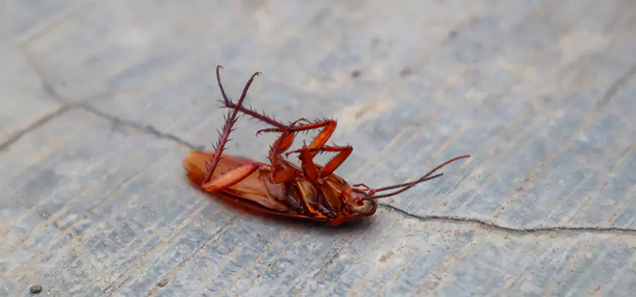 Cockroach Eradication for Commercial Properties in Peachtree Corners