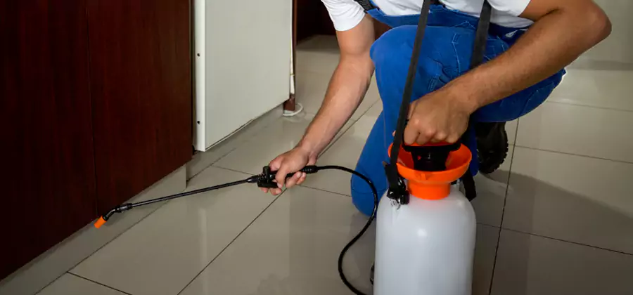 Palmetto Bug Exterminator in Peachtree Corners