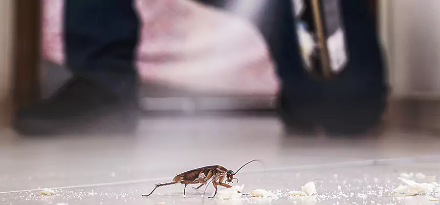 Roach House Treatment Peachtree Corners