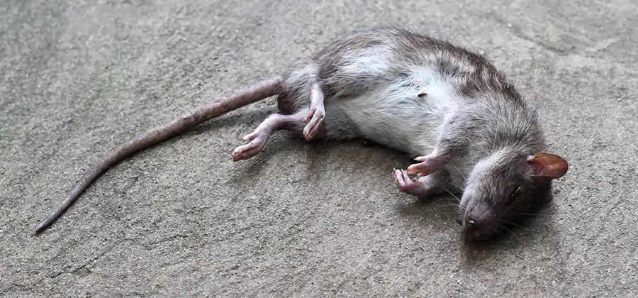 Dead Rat Disposal in Peachtree Corners