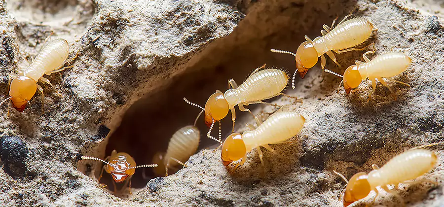 Termite Exterminator Services in Peachtree Corners