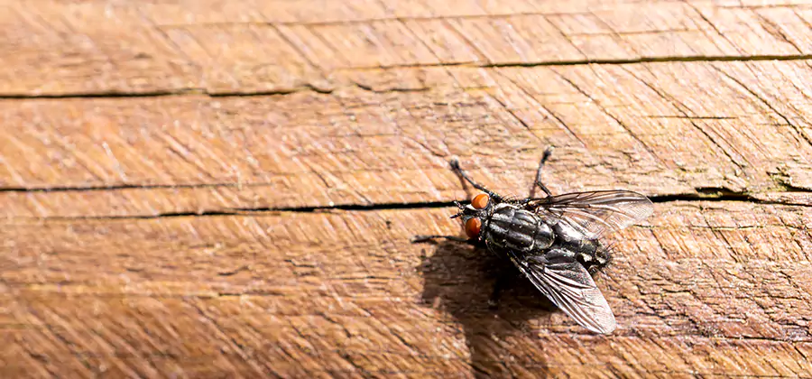 Flying Ant Barrier Treatment in Peachtree Corners