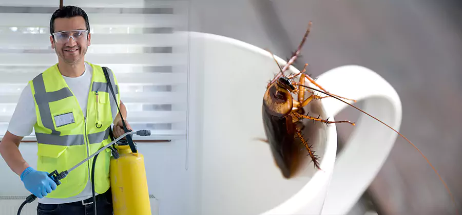 German Roach Infestation Treatment Peachtree Corners