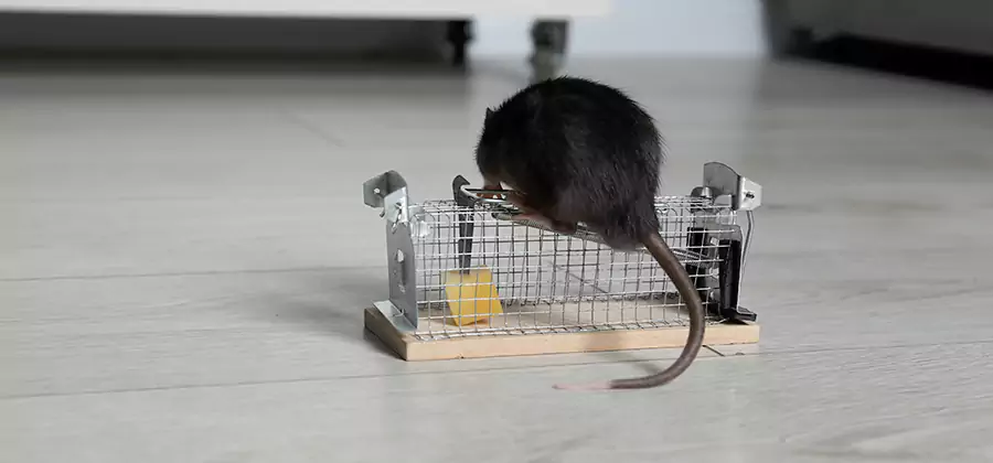 Mice in Attic Removal Peachtree Corners