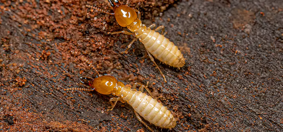 Structural Heat Termite Treatment in Peachtree Corners