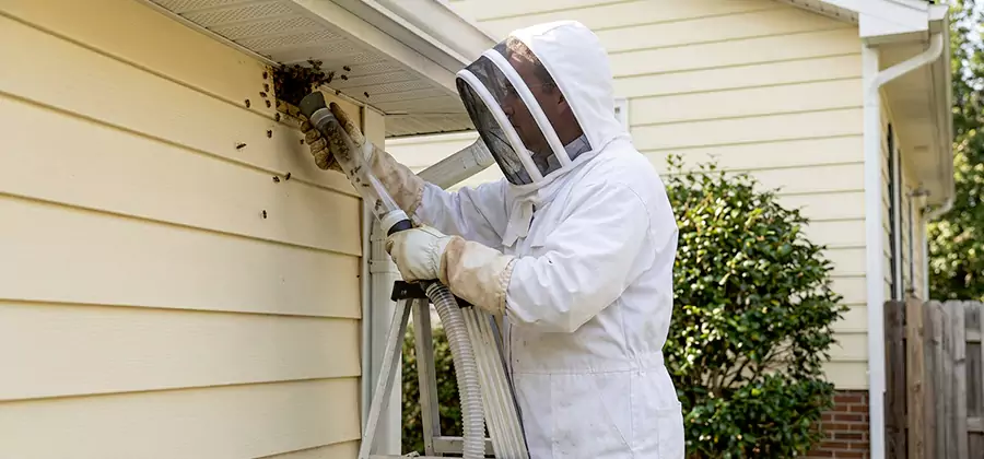 Wasp Nest in Wall Removal in Peachtree Corners