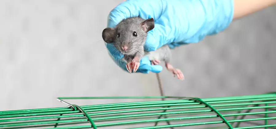 Humane Rat Trapping in Peachtree Corners