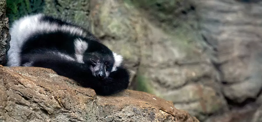 Humane Skunk Removal in Peachtree Corners