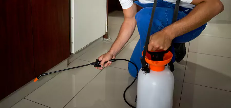 Indoor Insect Killer Solutions in Peachtree Corners