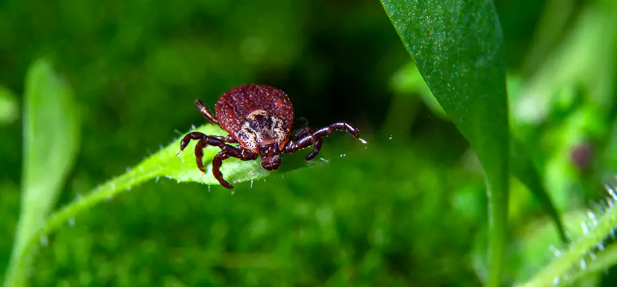 Tick Prevention for Yard in Peachtree Corners