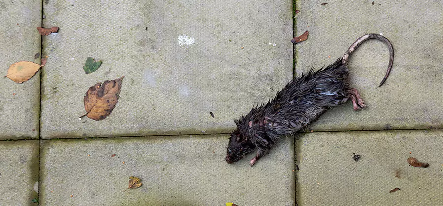 Mice in the Attic Removal in Peachtree Corners