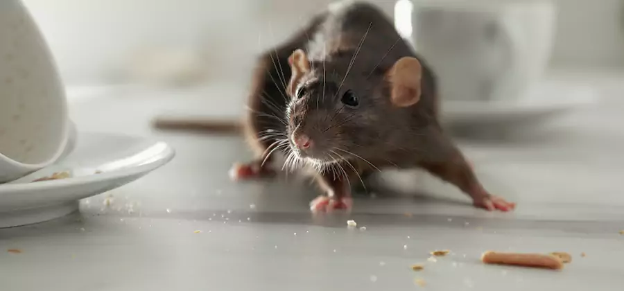 Rodent Feces Removal in Peachtree Corners