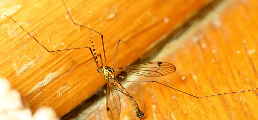 Exterior Mosquito Control in Peachtree Corners