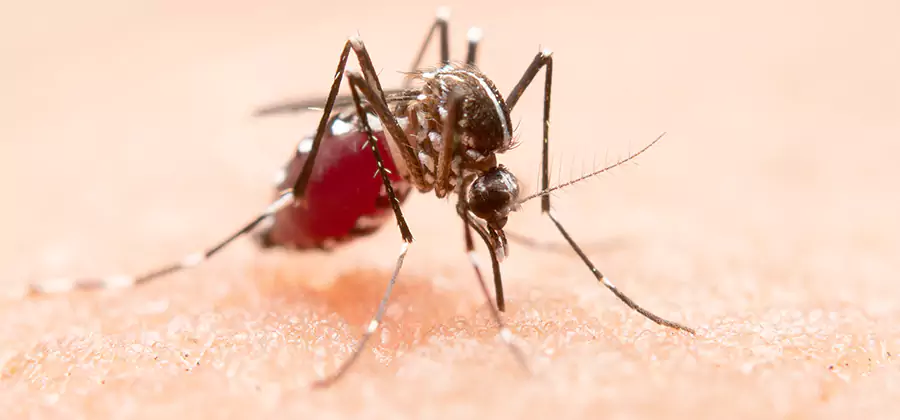 Indoor Mosquito Killer and Interior Control in Peachtree Corners