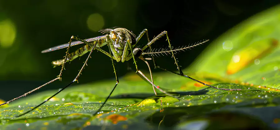 Tick and Mosquito Spray in Peachtree Corners
