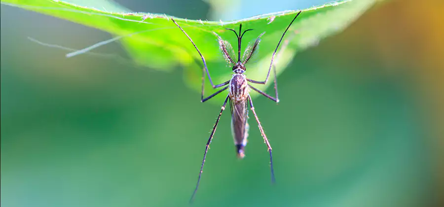Home Defense Insect Killer in Peachtree Corners