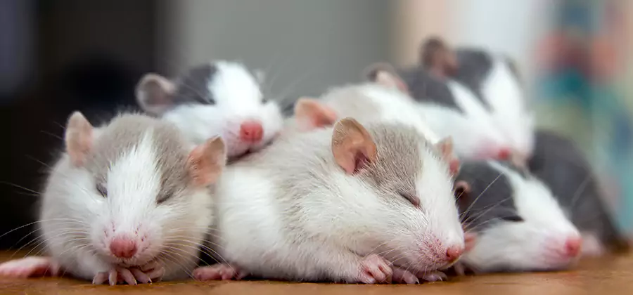 Peachtree Corners Pet Safe Mice Control