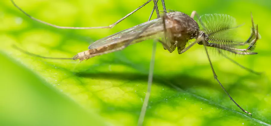 Herbal Mosquito Repellent Treatment in Peachtree Corners