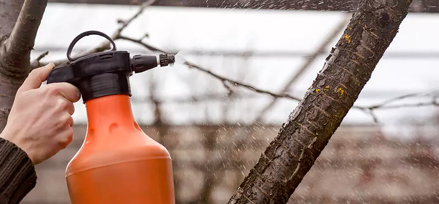 Orange Oil Structural Cavity Treatment in Peachtree Corners