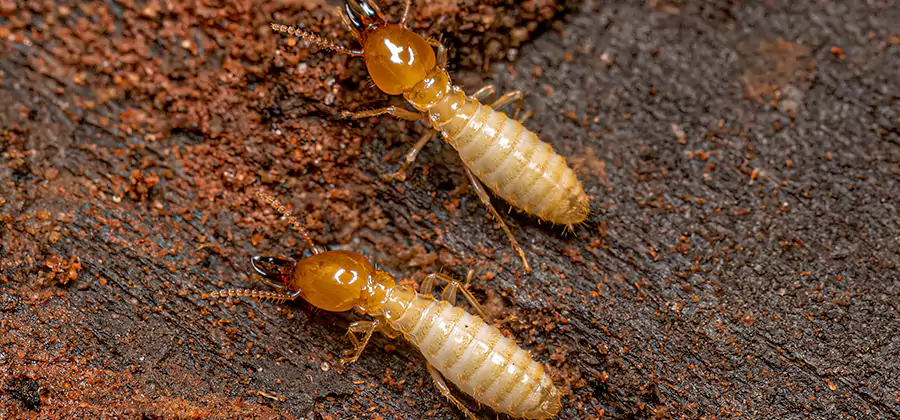 Natural Ant Hill Killer Treatment in Peachtree Corners